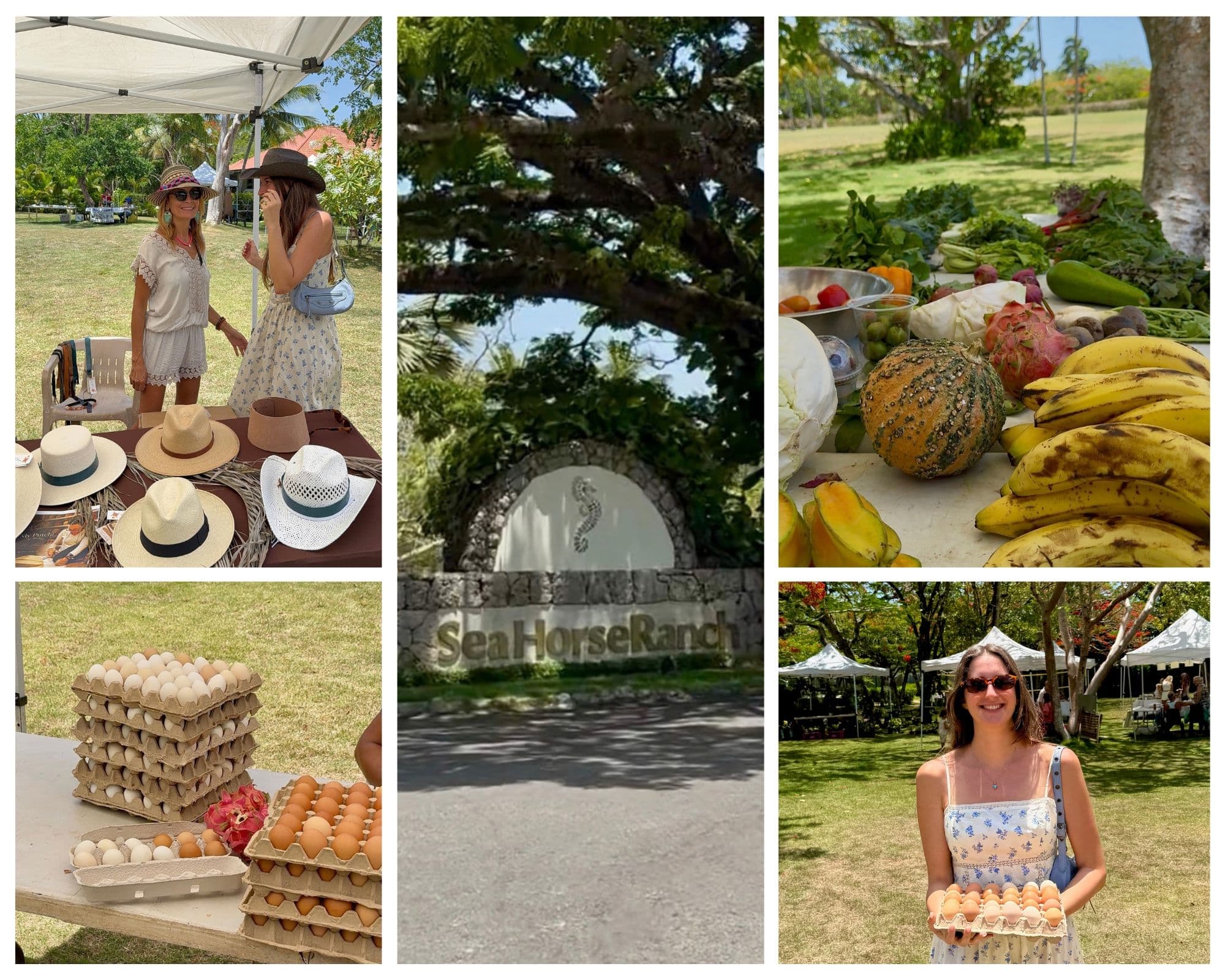 A lovely morning at the Sea Horse Ranch farmers market
