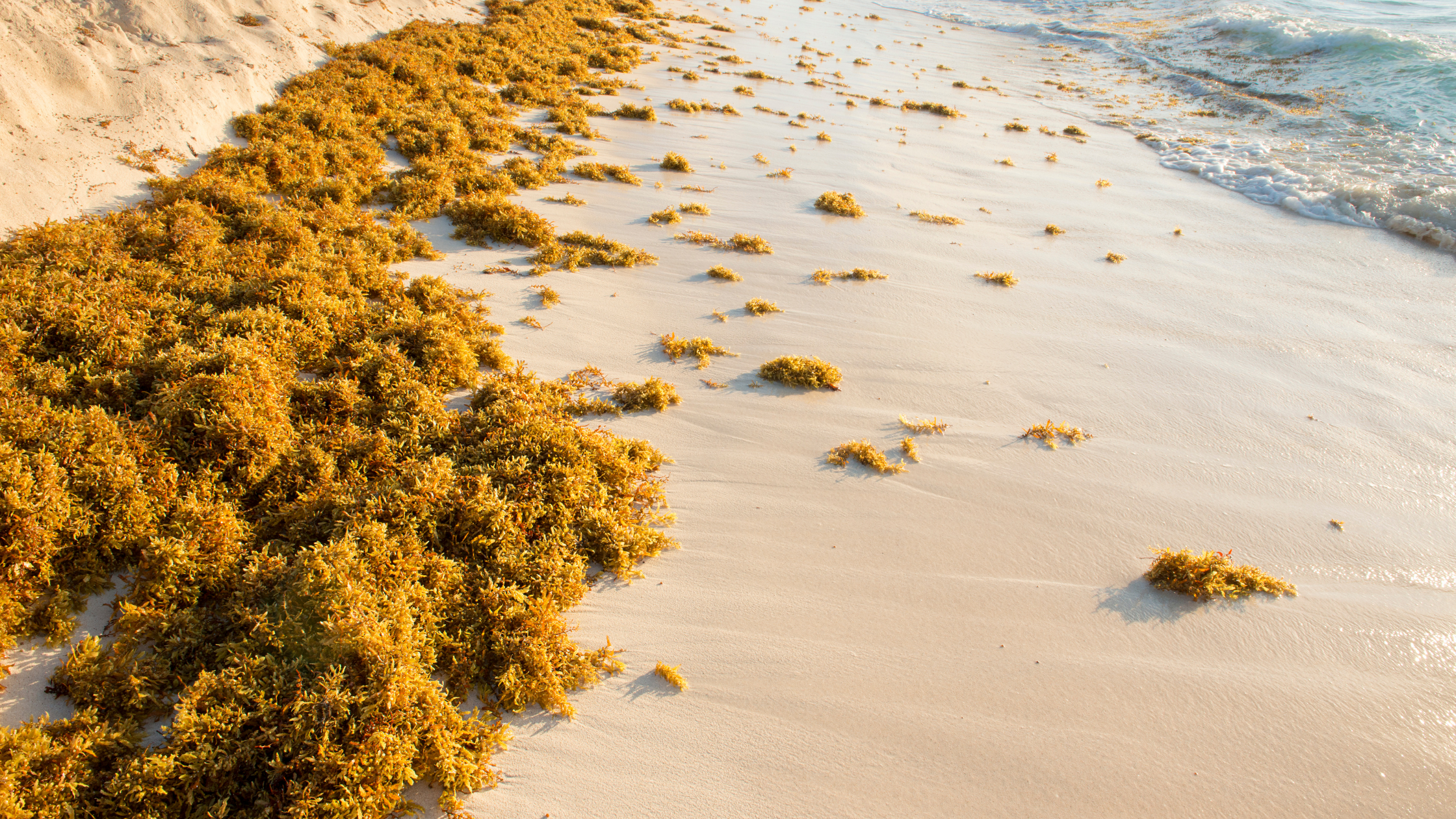 Cabarete Beach little to no sargassum on the North Coast of the Dominican Republic
